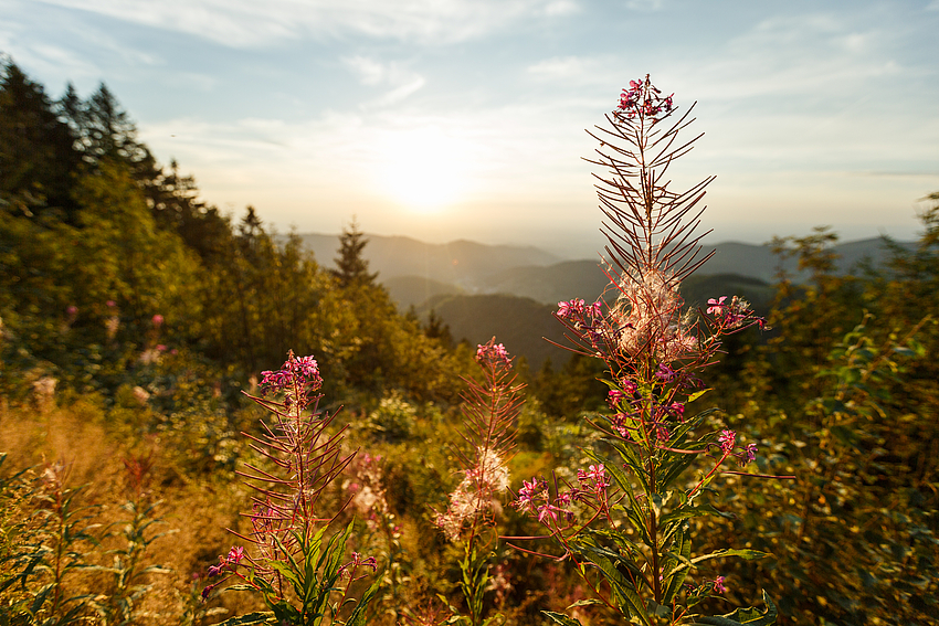 Nationalparkregion Schwarzwald